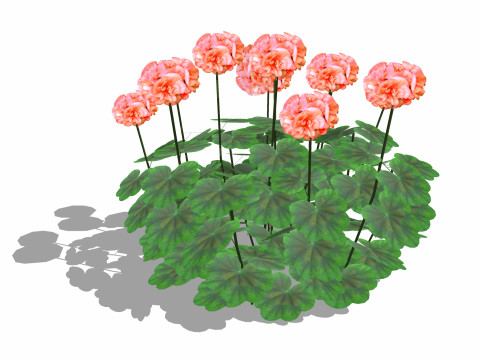 Pelargonium-Geranium-Orange 3D Model