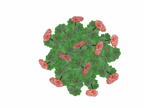 Pelargonium-Geranium-Orange 3D Model