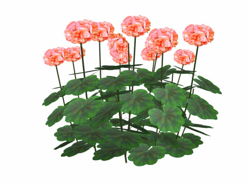 Pelargonium-Geranium-Orange 3D Model