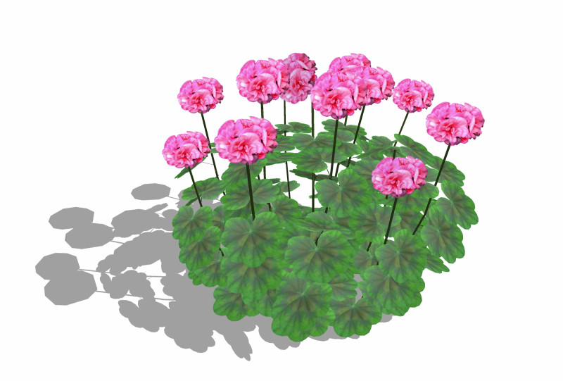 Pelargonium-Geranium-Pink 3D Модель .c4d .max .obj .3ds .fbx .stl .blend