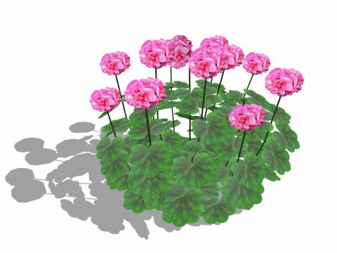 Pelargonium-Geranio-Rosa Modello 3D
