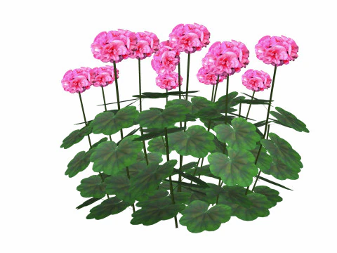 Pelargonium-Geranium-Pink 3D Model