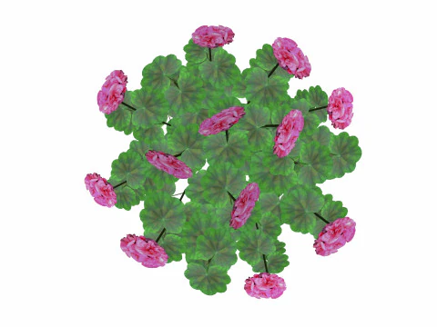 Pelargonium-Geranium-Pink 3D Model