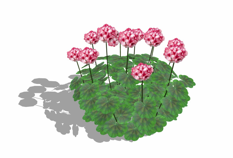 Pelargonium-Geranium-Pink White 3D Модель .c4d .max .obj .3ds .fbx .stl .blend 