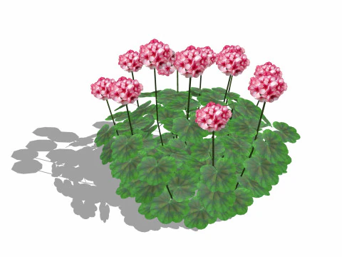 Pelargonium-Geranio-Rosa Bianco Modello 3D