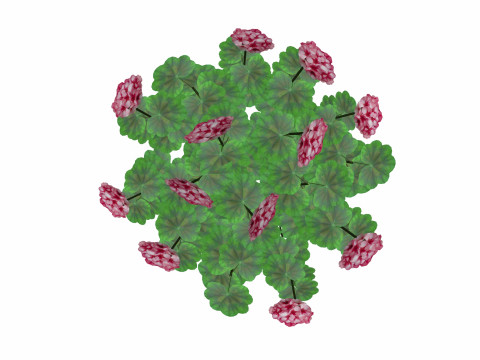 Pelargonium-Geranium-Pink White 3D Модель