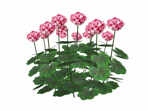 Pelargonium-Geranium-Pink White 3D Модель