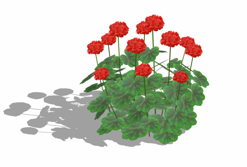Pelargonium-Geranium-Red 3D Model .c4d .max .obj .3ds .fbx .stl .blend