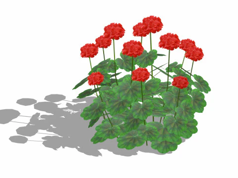 Pelargonium-Geranio-Rosso Modello 3D