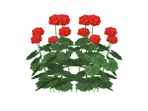 Pelargonium-Geranium-Red 3D Model