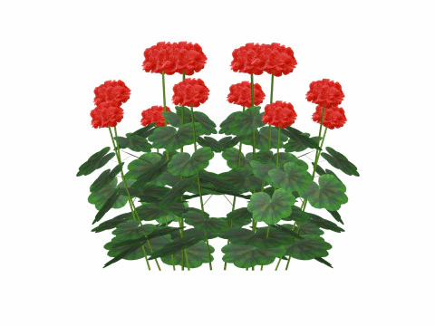 Pelargonium-Geranium-Red 3D Model