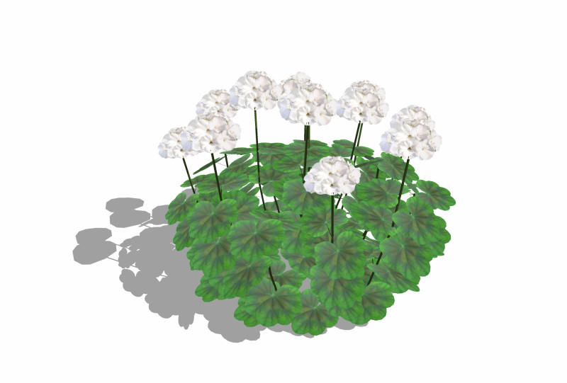 Pelargonium-Geranium-White 3D Model .c4d .max .obj .3ds .fbx .stl .blend 
