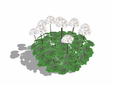 Pelargonium-Geranium-Putih Model 3D