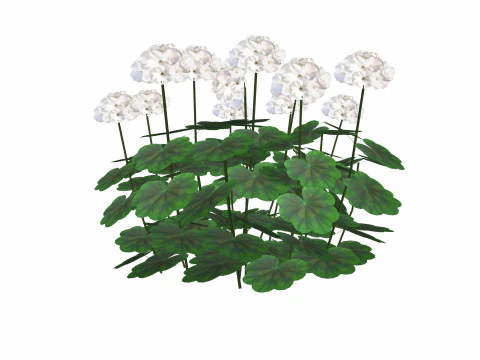 Pelargonium-Geranium-White 3D Model