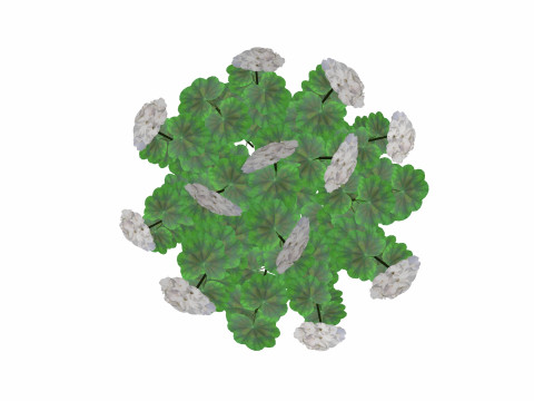 Pelargonium-Geranium-White 3D Model