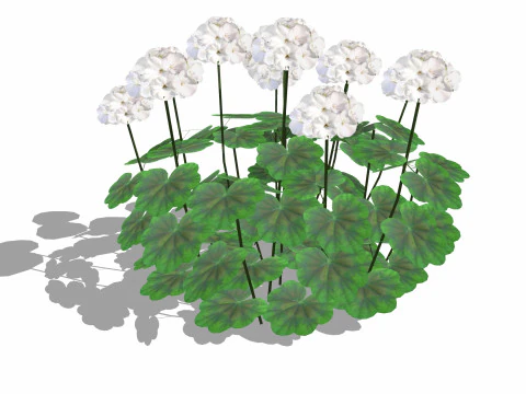 Pelargonium-Ger&acirc;nio-Branco-LowPoly Modelo 3D