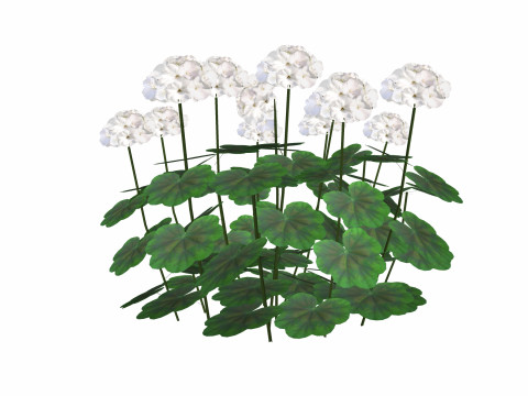 Pelargonium-Geranium-White-LowPoly Modelo 3D