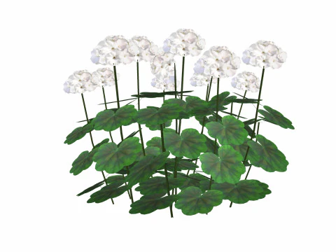 Pelargonium-Geranium-White-LowPoly 3D Model