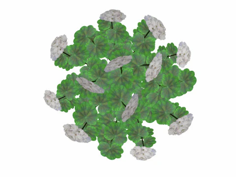 Pelargonium-Geranium-White-LowPoly 3D Model