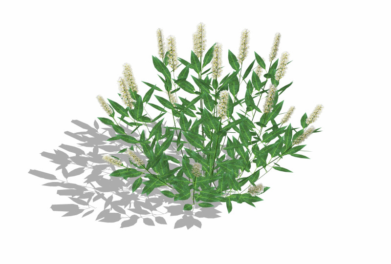 Prunus Otto Luyken - Laurel Model 3D .c4d .max .obj .3ds .fbx .stl .blend 
