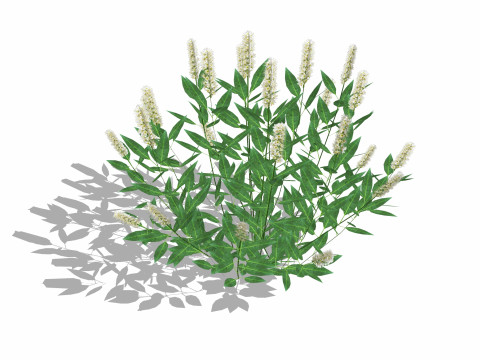 Prunus Otto Luyken - Laurel 3D Model