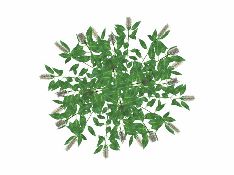 Prunus Otto Luyken - Laurel Model 3D