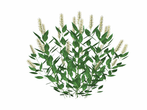 Prunus Otto Luyken - Laurel Model 3D