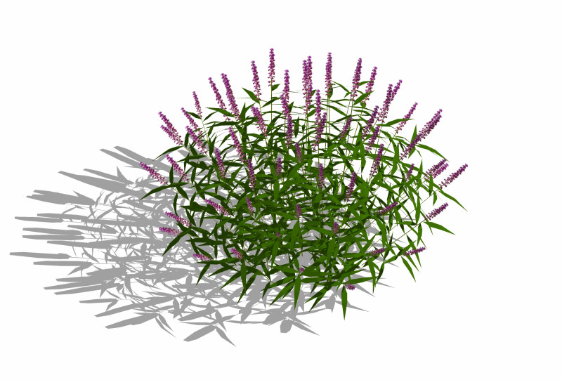 Salvia Leucantha-mexican sageFACE ME 3D Model .c4d .max .obj .3ds .fbx .stl .blend 