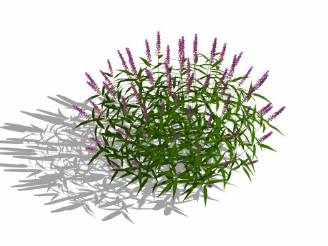 Salvia Leucantha-mexican sageFACE ME 3D Model