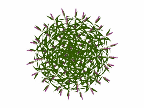 Salvia Leucantha-mexican sageFACE ME 3D Model