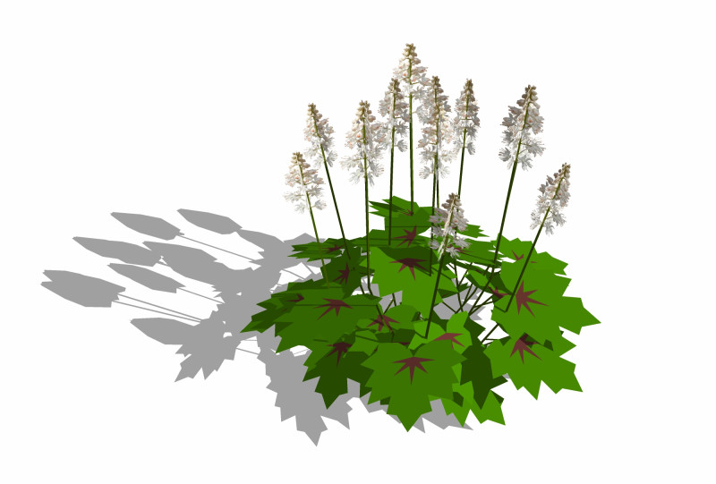 Tiarella-foam flower 3D Model .c4d .max .obj .3ds .fbx .stl .blend 