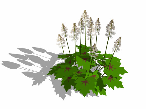 Tiarella-foam flower 3D Model