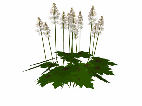 Tiarella-foam flower 3D Model
