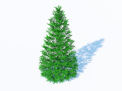 Taxus Media-Pyramidal Model 3D
