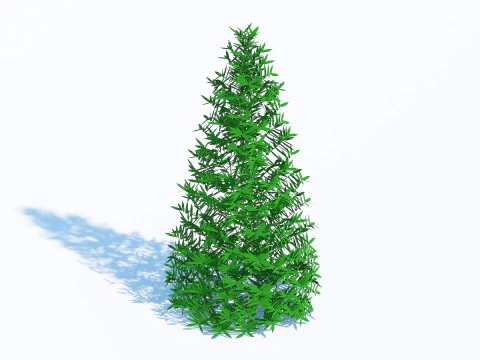 Taxus Media-Pyramidal 3D Model