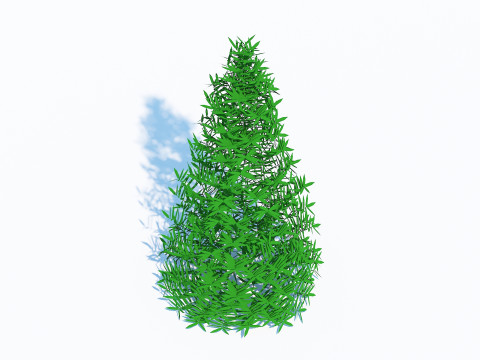 Taxus Media-Pyramidal Model 3D