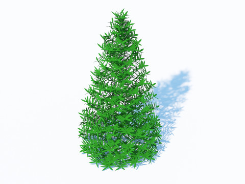 Taxus Media-Pyramidal Model 3D