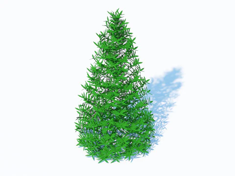 Taxus Media-Pyramidal 3D Model