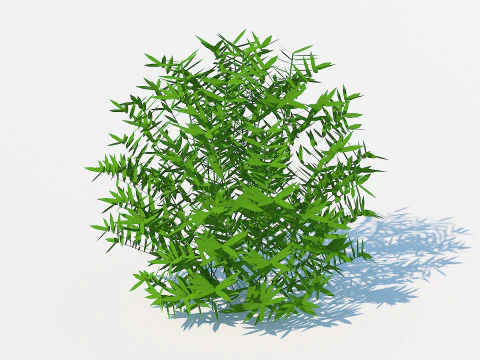 Taxus Media-okrągły Model 3D