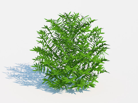 Taxus Media-Round Modelo 3D