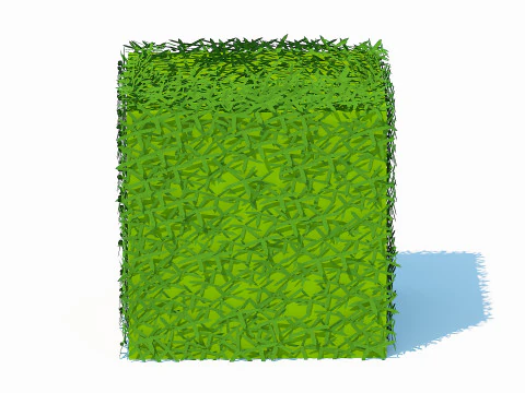 Taxus Media-Square Model 3D