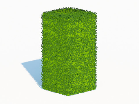 Taxus Media-Upright Modelo 3D