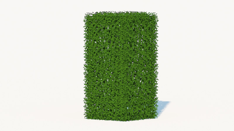 Taxus Media-Upright 3Dモデル .c4d .max .obj .3ds .fbx .stl .blend 