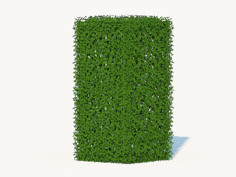 Taxus Media-Upright 3Dモデル