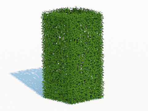 Taxus Media-Upright 3Dモデル