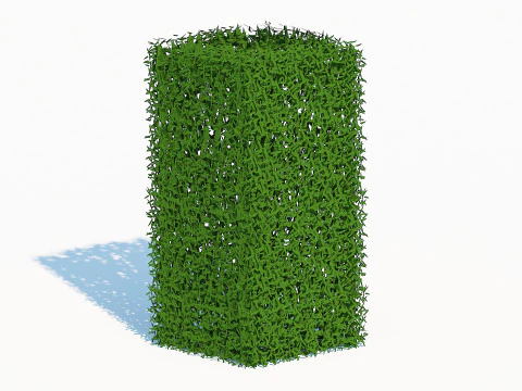 Taxus Media-Upright 3D Model