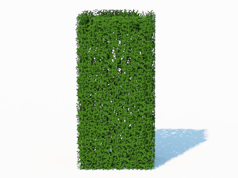 Taxus Media-Upright 3Dモデル