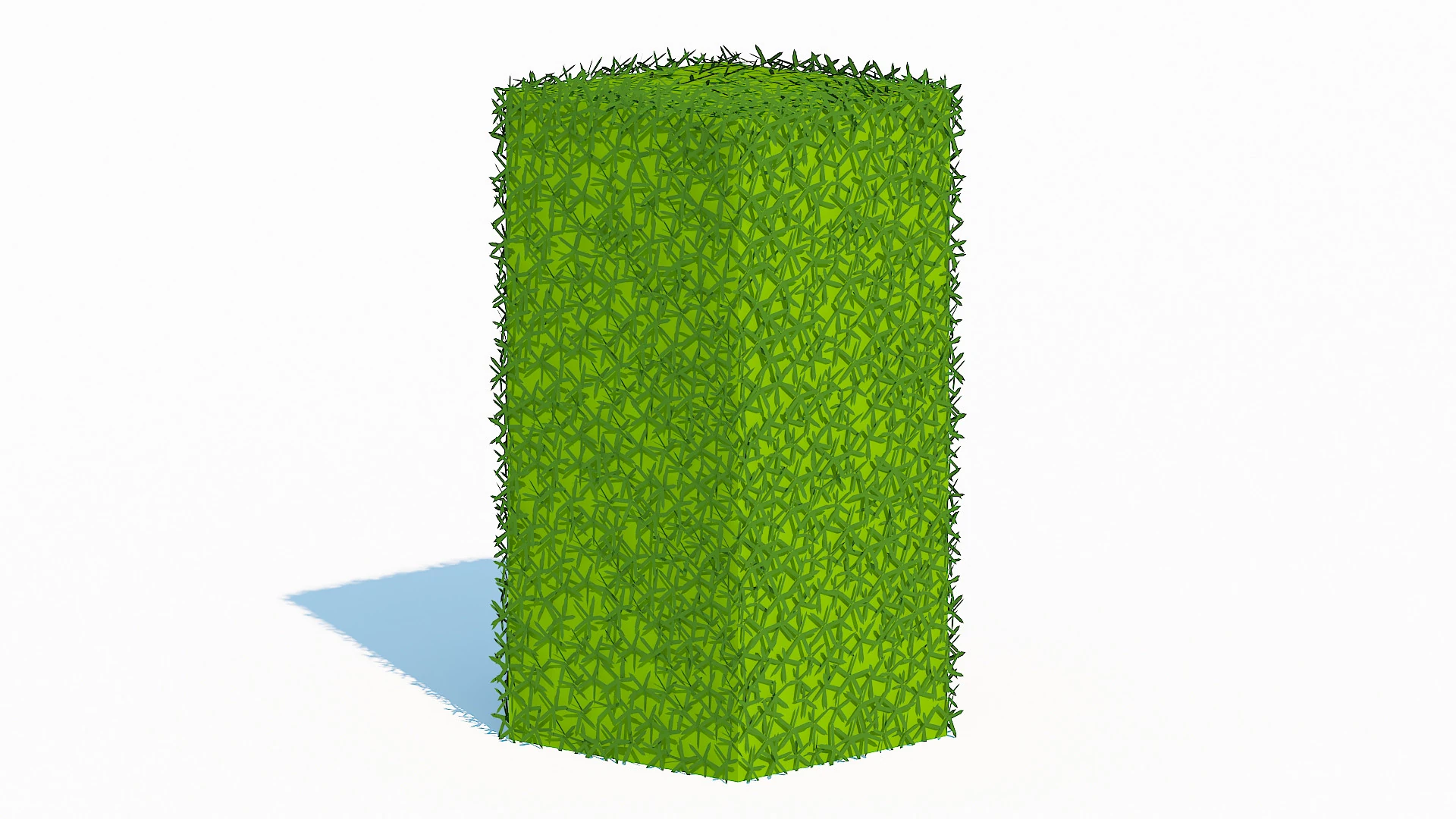 Taxus Media-Upright 3D Model .c4d .max .obj .3ds .fbx .stl .blend 