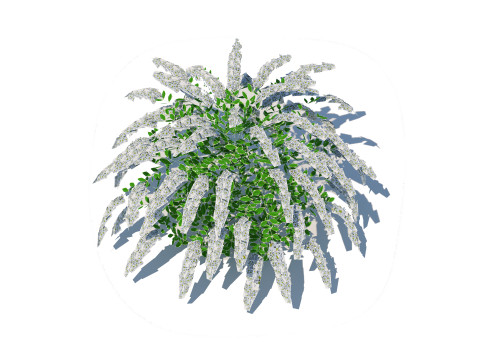Spirea 3Dモデル