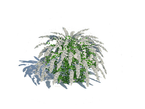 Spirea Modelo 3D